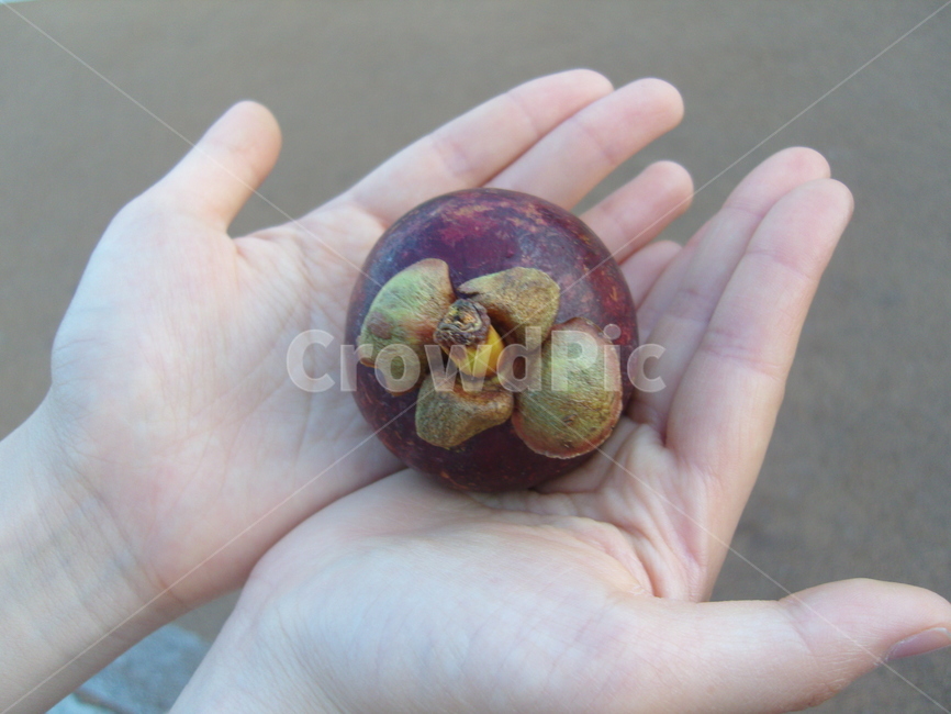 과일,망고스틴,망고,과일의여왕,여왕,동남아,태국,fruit,맛있는,과일,열매,fruit
