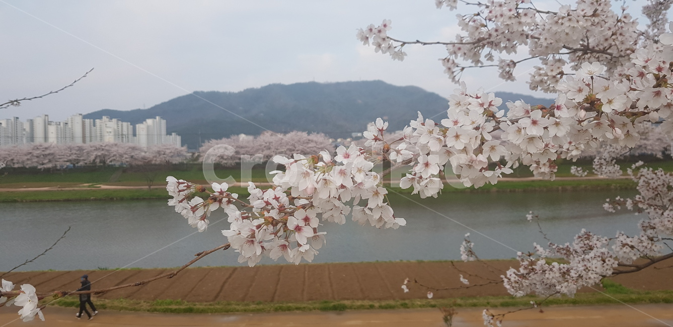 꽃,꽃나무,봄,벛꽃,자연