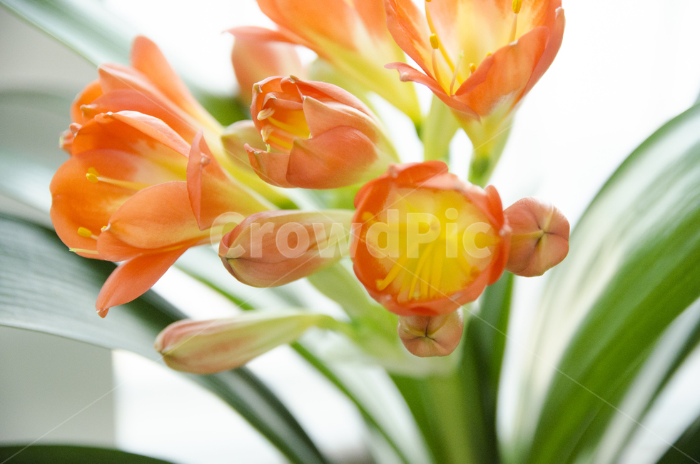 plant,식물,blossom,flower,꽃,kaffirlily,군자란,난,주황색,뷰티풀,아름다움,향기로움,식물,자연,plants,nature,꽃,flower