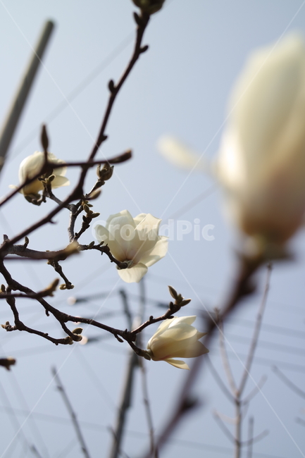 목련,흰색,봄,하늘,흰색목련,봄,계절,spring,season,식물,자연,plants,nature,꽃,flower,plant
