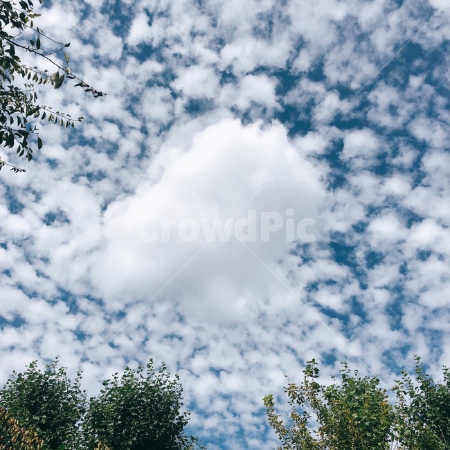 구름,하늘,나무,풍경,sky,파란하늘,cloud,tree,자연,풍경,nature,landscape,plant,식물