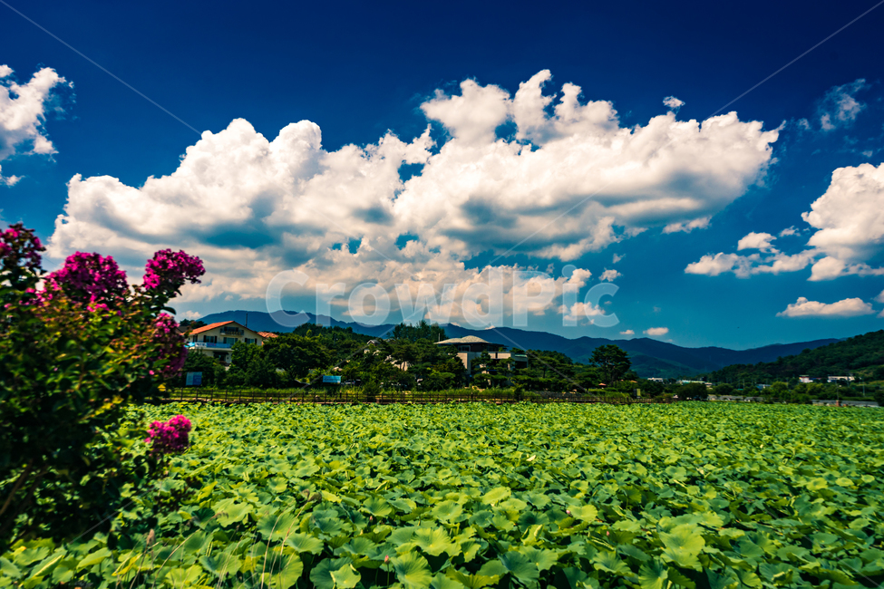 청도,연꽃,하늘,구름,풍경,나무,풀,꽃,산,식물,시골,관광지,여름,flowers,sky,cloud,view,plants,summer,beautiful,mountain,wood,tree,자연,풍경,nature,landscape,outdoors,옥외
