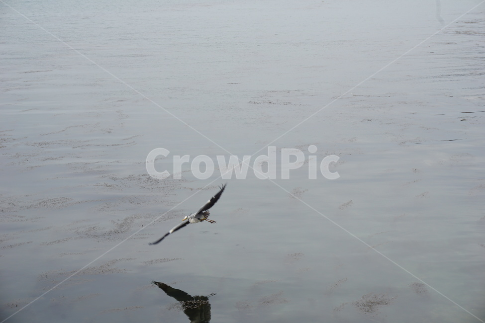 바다,갈매기,하늘,비행,먹이,날다,회색빛,동물,animal,조류,새,birds