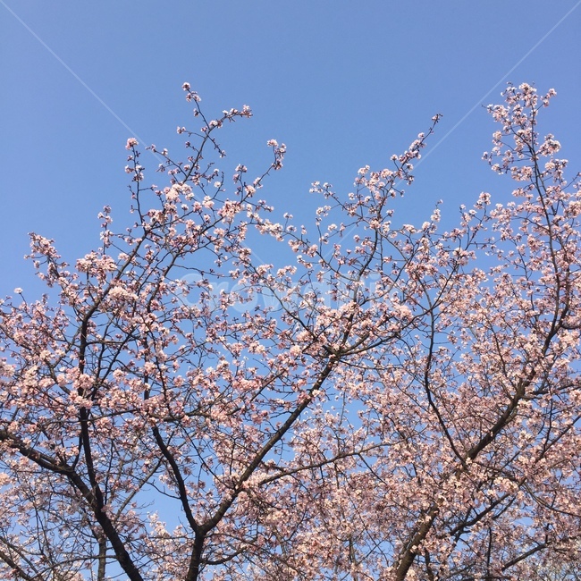 꽃,벚꽃,하늘,sky,flower,풍경