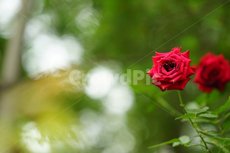 장미,로즈,꽃,레드,빨강,색감,rose,flower,자연,감성,감성사진,접사,미,아름다움,식물,플라워,꽃사진,식물,자연,plants,nature,꽃,flower