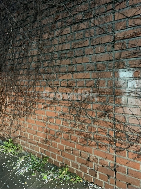 벽,벽돌,넝쿨,감성적,길
