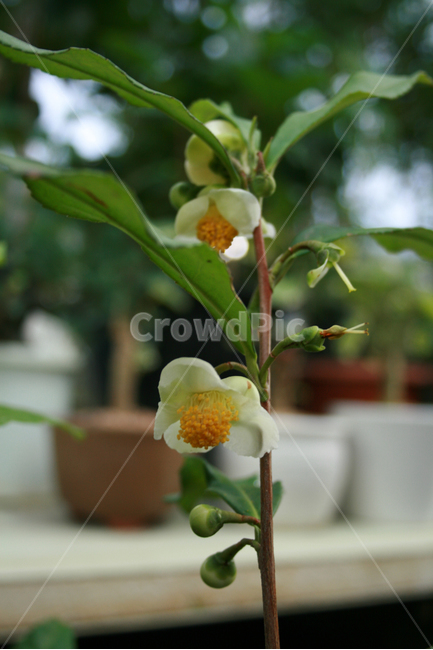 차꽃,식물,flower,plants,nature,꽃,꽃봉오리,화원,식물,자연,plants,nature,꽃,flower