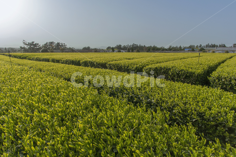 field,들,outdoors,옥외,nature,farm,농장,농촌,countryside,meadow,자연,녹색,여름,배경,하늘,풍경,목초지,시골의,식물,봄,농업,아름다운