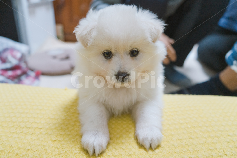 강아지,아기강아지,새끼,백구,하얀색,흰색,귀여운,동물,반려견,아기,스피츠,앞발,털,앞모습,정면,동물,animal,포유류,mammal,개,강아지,dog,doggy