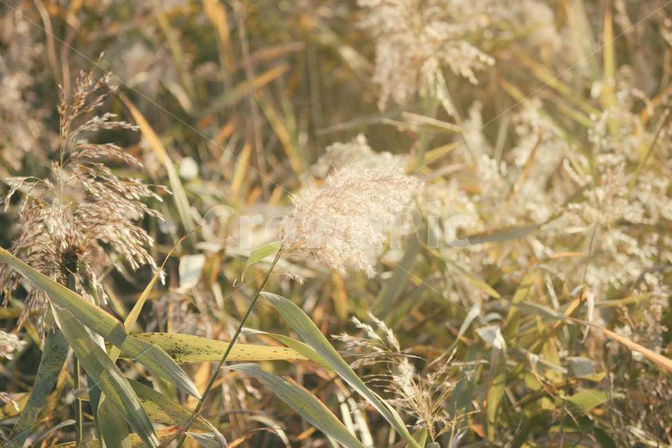 자연,풍경,갈대,갈대밭,식물,순천만,만,reed,plant,nature,landscape,가을,계절,fall,autumn,seasons,bay,suncheonbay,가을,계절,fall,autumn,season,식물,자연,plants,nature,감성,sensible,feeling,grass,잔디,lawn