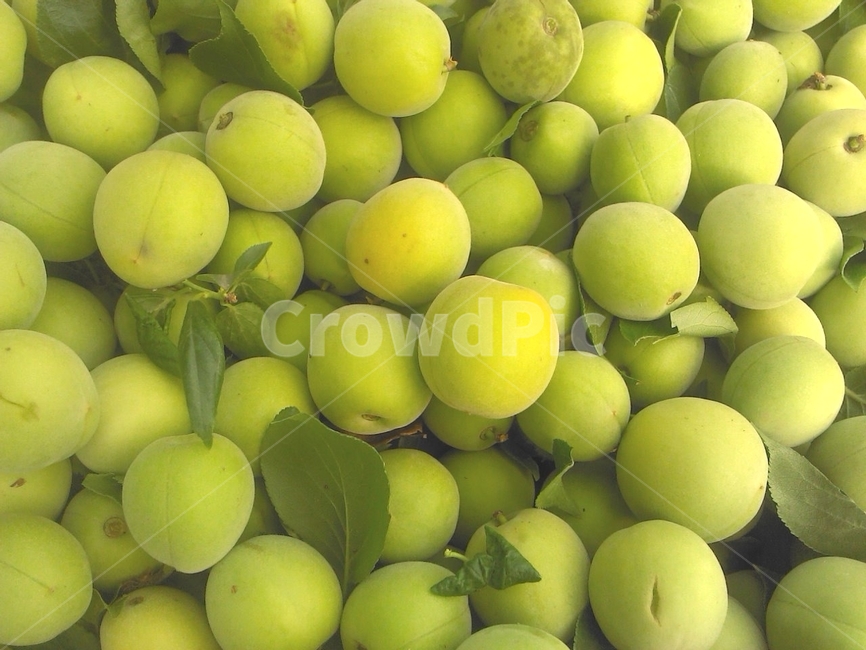 매실,청매실,초록색,열매,과일,green,매실나무,식물,과일,열매,fruit