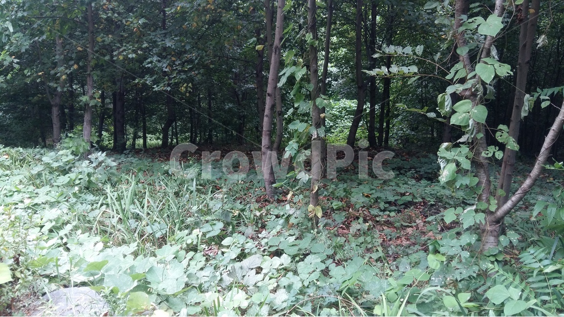 나무,자연,숲,풍경,산책,자연,풍경,nature,landscape,plant,식물,tree