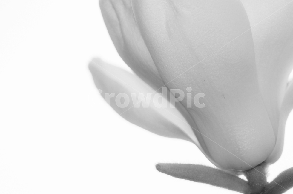 목련,꽃,봄,봄꽃,고귀함,흰색,식물,자연,plants,nature,꽃,flower,누끼,remove background
