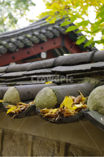 traditional,전통,기와지붕,담장,가을,fall,나무,식물,plant,단풍,잎,낙엽,한국전통,한국문화,korean traditional,korean culture,건축물,건물외관,exterior,building,structure,architecture,construction