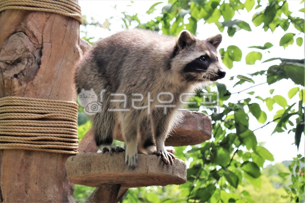 너구리,에버랜드,동물원,라쿤,동물,포유류,racoon,animal,동물,animal