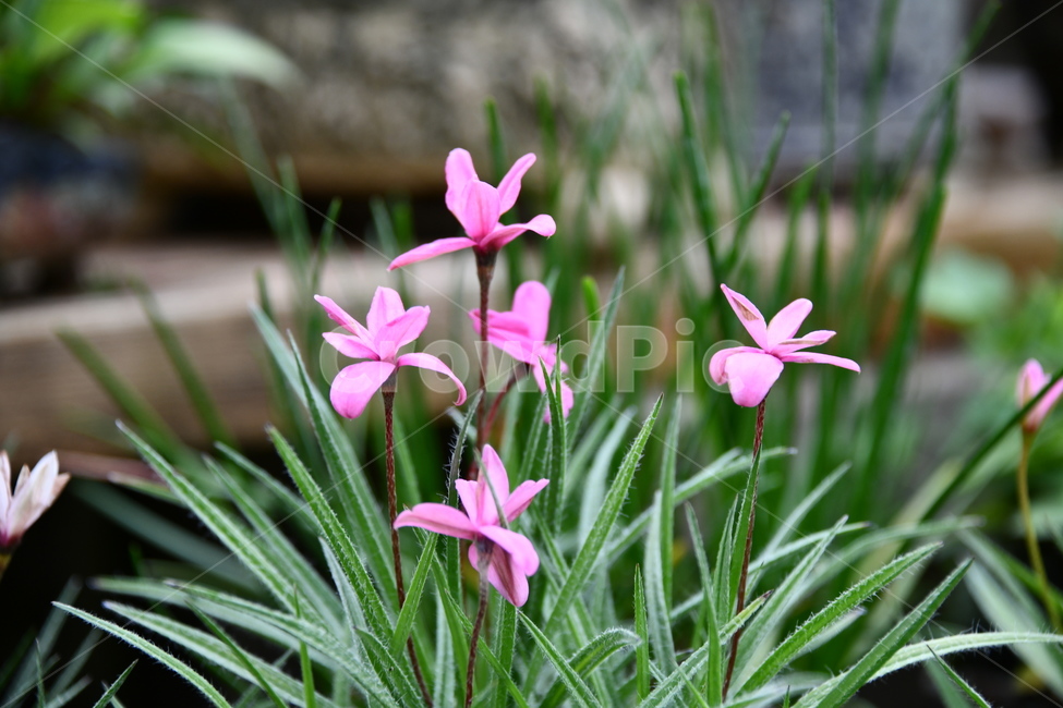 꽃,자연,식물,야생화,nature,flower,감성,feeling,배경,백그라운드