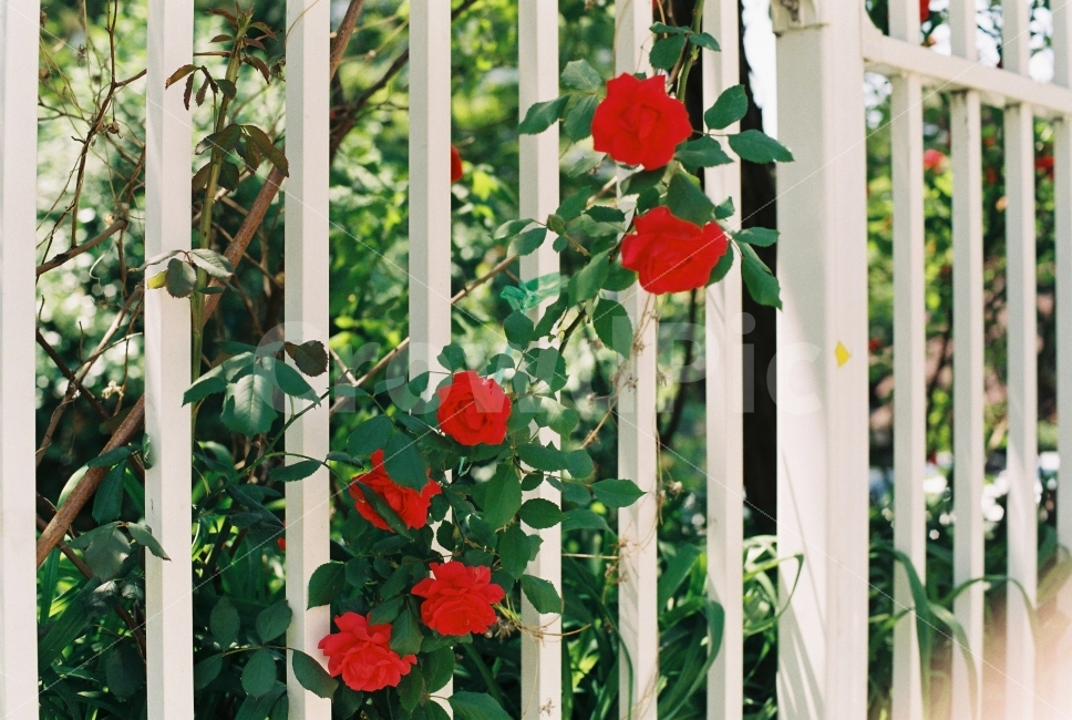 장미,여름,꽃,스냅,감성,film,snap,rose,flower,식물,자연,plants,nature,꽃,flower,감성,sensible,feeling
