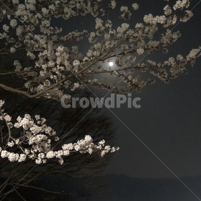 자연풍경,달,벚꽃,밤하늘,꽃놀이