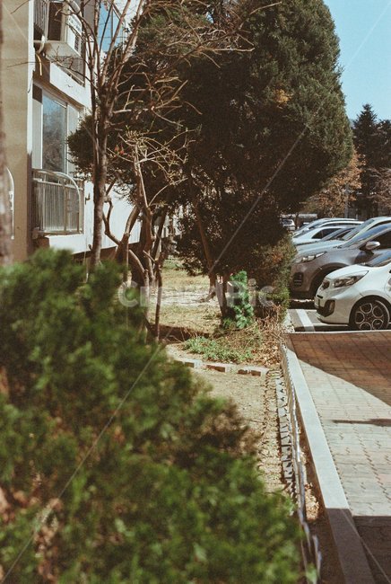 나무,화단,햇볕,빈티지,아파트,오래된아파트,화단수,하늘,필름카메라,필름사진,필름