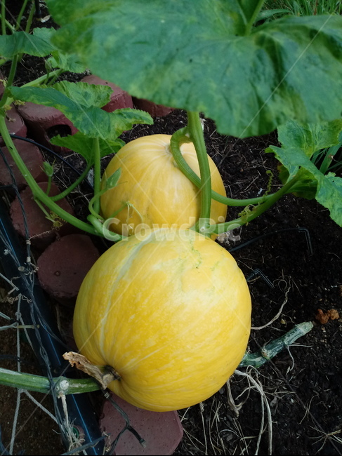 호박,plant,식물,pumpkin,덩굴성일년생초본식물