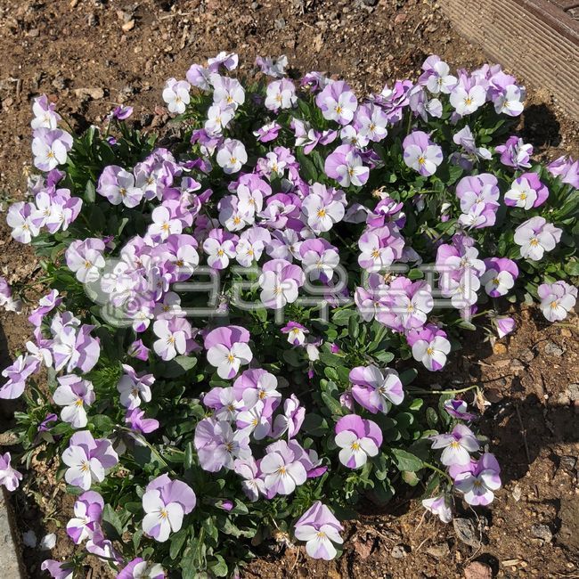 팬지꽃,팬지,비올라,비올라꽃,키작은꽃,봄꽃,연보라꽃,연보라,flower,꽃