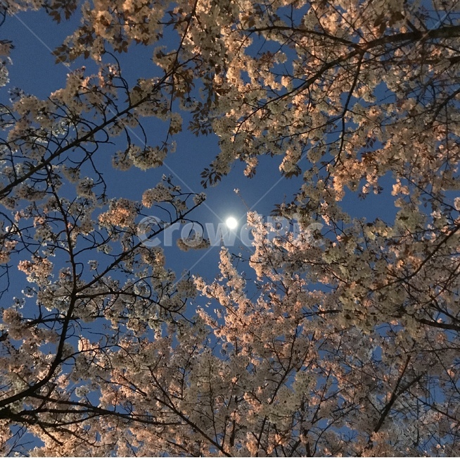 벚꽃,벚꽃엔딩,벚꽃길,개나리,봄,따뜻함