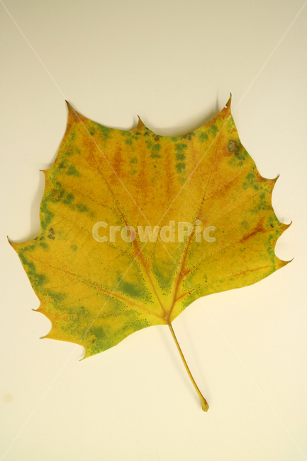 낙엽,가을,나뭇잎,잎,잎사귀,오브젝트,누끼,계절,식물,자연,낙엽잎,fallenleaves,deadleaves,가을낙엽,가을,계절,fall,autumn,season,plant,leaf,tree,나무