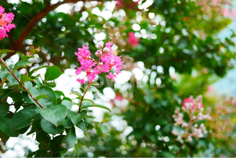 flower,배롱나무,자연,꽃,pink,감성,보케,식물,자연,plants,nature,꽃,flower