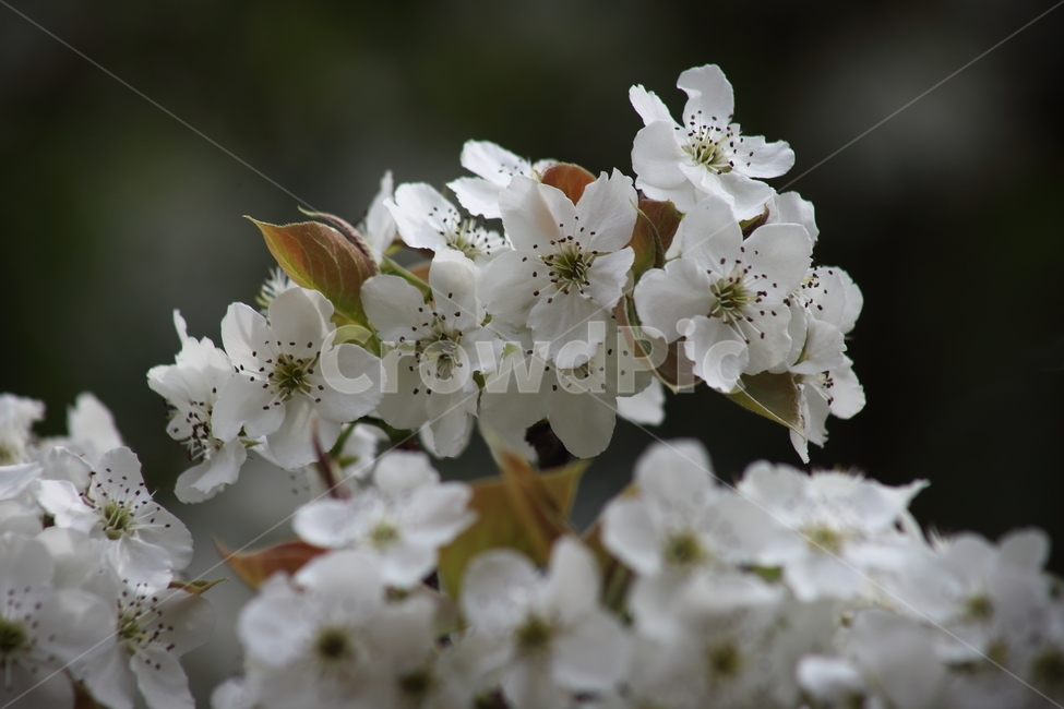 배꽃,꽃,봄,배나무,peartree,돌배꽃,PearBlossom,Pyruspyrifolia