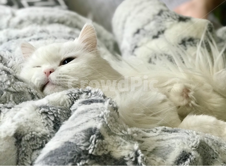 고양이,반려묘,cat,터키쉬앙고라,반려동물,cats,냐옹,냥