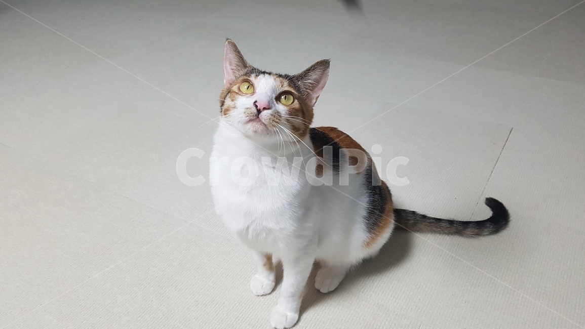 고양이,삼색이,귀여움,휴식,개냥이,애묘,반려묘,동물,animal,포유류,mammal,고양이,cat,kitten,kitty