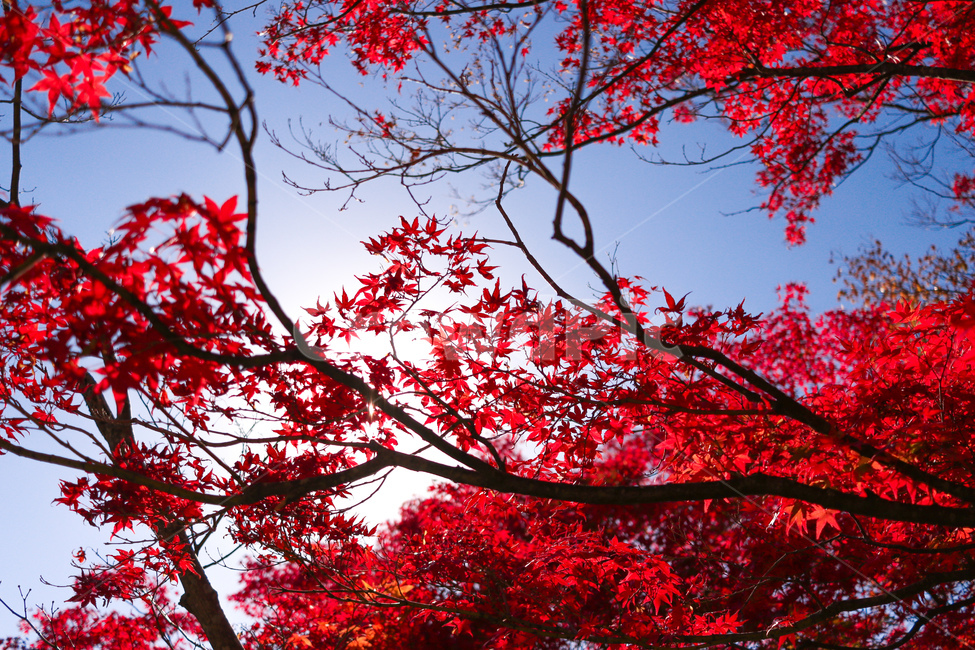 식물,꽃,단풍,가을,leaf,plant,tree,maple,가을,계절,fall,autumn,season,식물,자연,plants,nature,나무,trees,wood