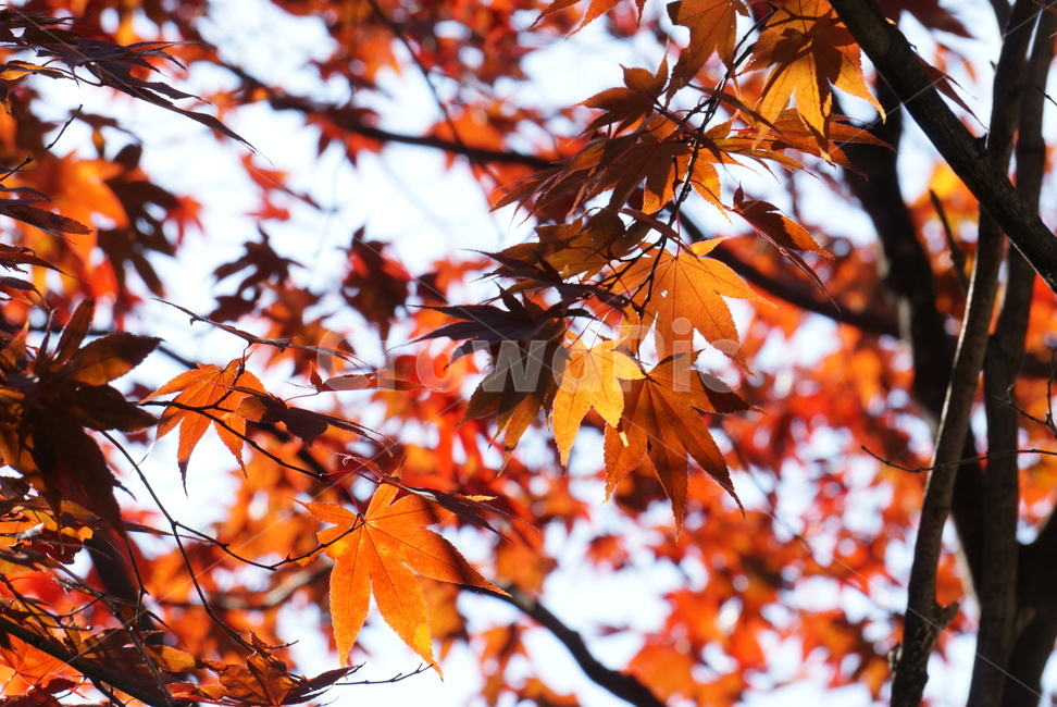 단풍,단풍잎,가을,autumn,낙엽,가을,계절,fall,autumn,season,leaf,잎,plant,식물,tree,나무,maple