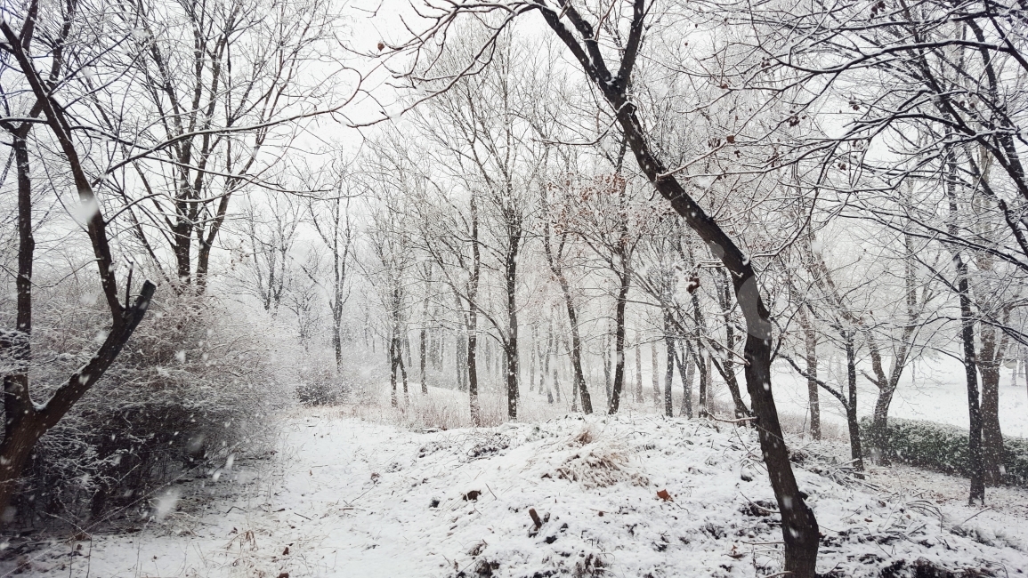 겨울,눈,나무,겨울나무,눈꽃,첫눈,겨울,계절,winter,season,자연,풍경,nature,landscape,식물,plants,나무,trees,wood,outdoors,옥외
