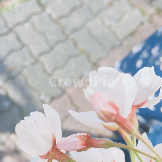 꽃,벚꽃,접사,감성,필터,봄,계절,spring,season,식물,자연,plants,nature,꽃,flower,plant