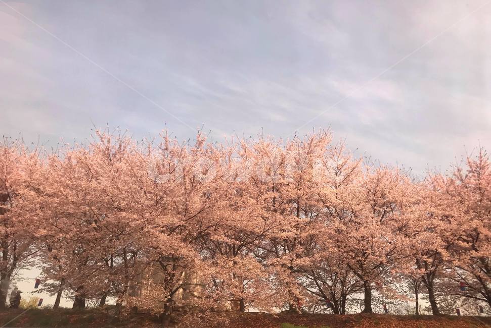 벚꽃,꽃,풍경,봄,나무