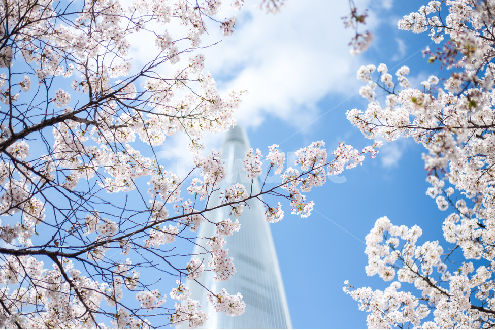 봄,꽃,벚꽃,자연,감성사진,풍경,감성,도시,나무,빌딩,하늘,city,nature,season,flower,tree,sky,fall,봄,계절,spring,season,랜드마크,landmark,tourist attraction,한국랜드마크,한국관광지,한국명소,korea landmark,korea tourist attraction,식물,자연,plants,nature,꽃,flower,건축물,건물외관,exterior,building,structure,architecture,construction,plant,cherry blossom,blossom