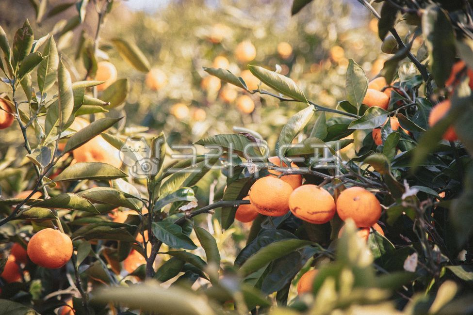 제주,제주도,귤,감귤,노지감귤,주렁주렁,열매,과실,감귤나무,과수원,감귤농장,나무,plant,식물,food,제철과일,음식,과일,fruit,감귤류과일,citrusfruit,과일,열매,fruit