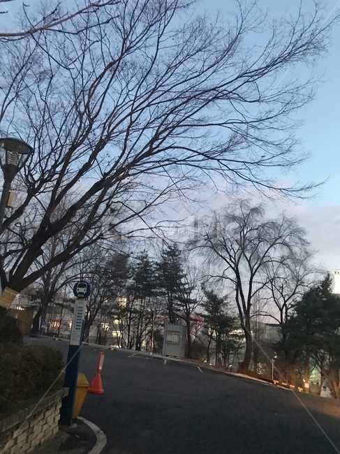 가을,단풍나무,단풍,낙엽,초겨울