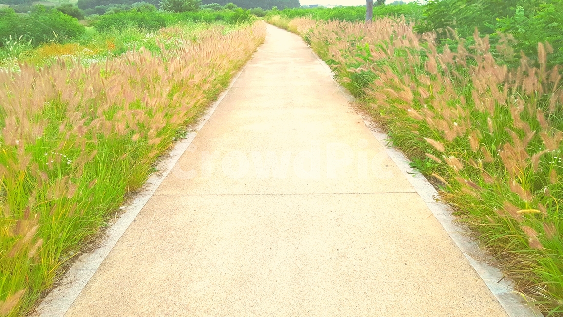 길,가을,갈대,시골,시골길,가을,계절,fall,autumn,season,식물,자연,plants,nature,path,통로