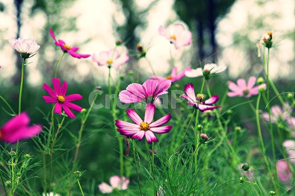 코스모스,꽃,꽃잎,들꽃,식물,가을꽃,가을,공원,자연,식물,자연,plants,nature,꽃,flower