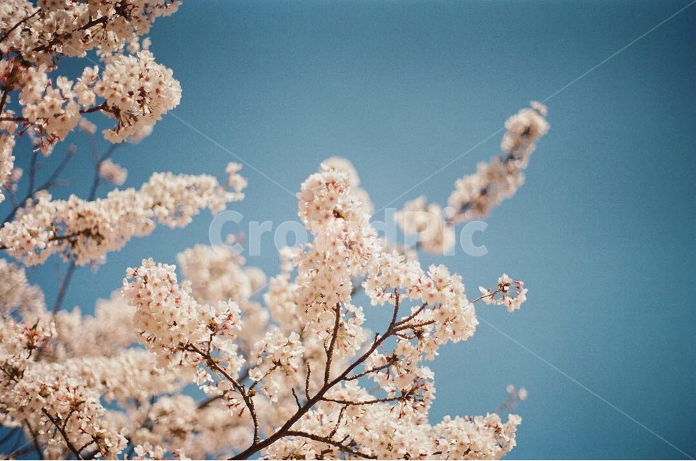 봄,벚꽃,감성,풍경,꽃,봄,계절,spring,season,식물,자연,plants,nature,꽃,flower,plant,blossom
