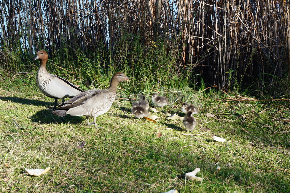 오리,새,아기새,duck,bird,birds,babybirds,동물,animal,조류,새,birds