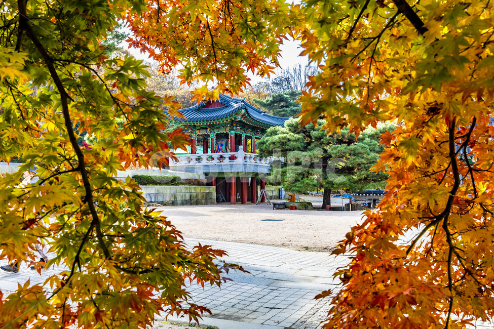 가을,계절,자연,감성,단풍,사찰,보광사,낙엽,나무,plant,tree,서정,가을낭만,식물,잎,maple,가을,계절,fall,autumn,season,leaf