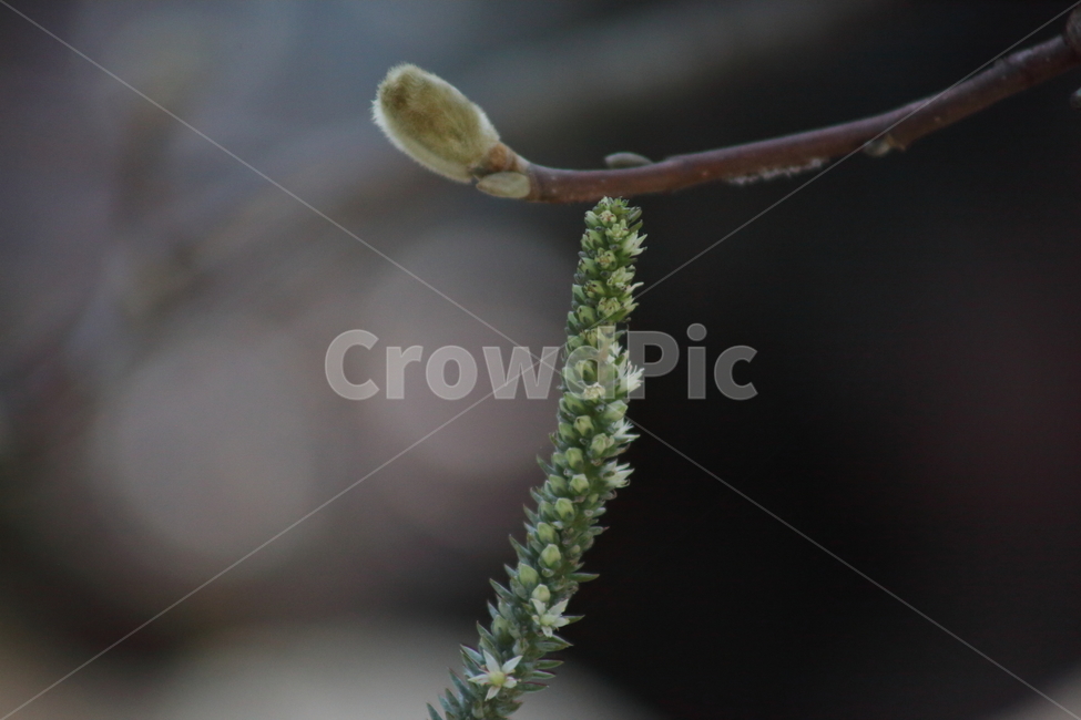 와송,목련,식물,꽃,flower,Orostachysjaponicus,식물,자연,plants,nature