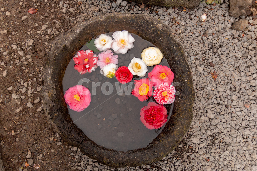 flower,꽃,정원,garden,꽃잎,꽃,flower