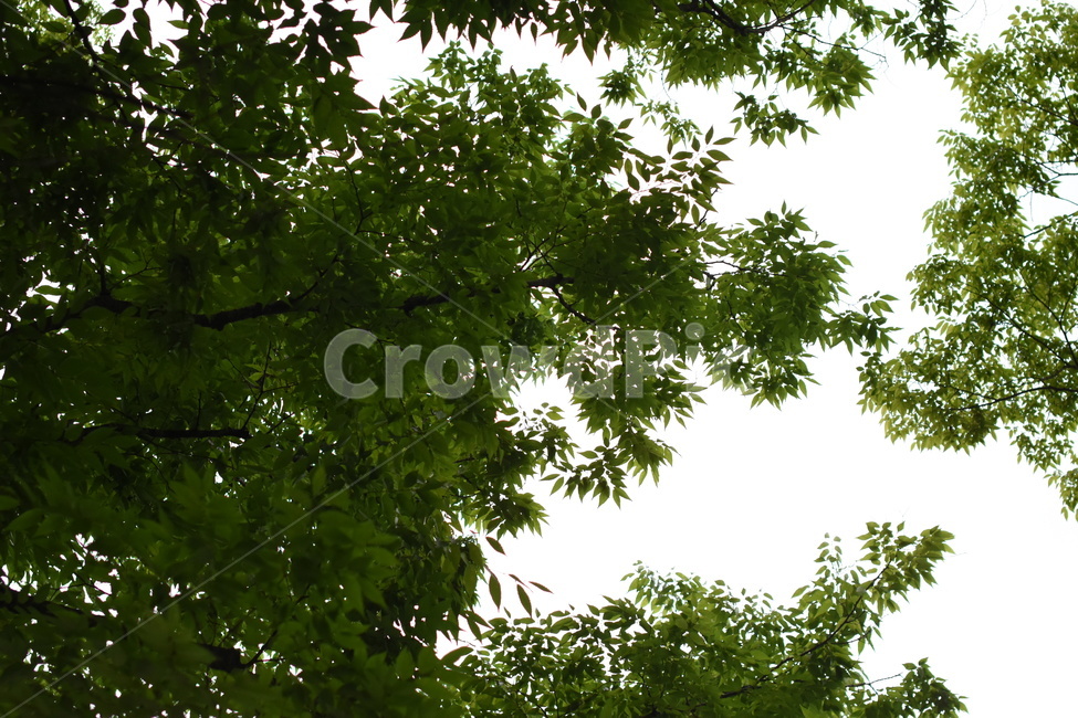 나무,풍경,공원,tree,park