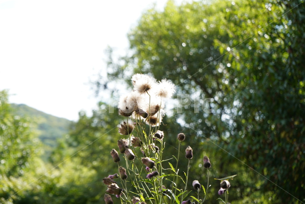 꽃,빛,여유,감성,희망,가을,식물,자연,plants,nature,꽃,flower