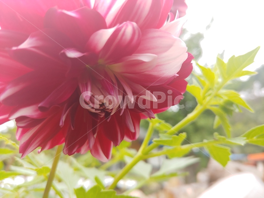 plant,꽃,식물,flower,blossom,빨간꽃,화려한꽃,꽃,flower