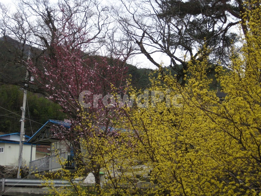 봄,봄꽃,꽃,yellow,노랑,산수유,산수유꽃,꽃송이,홍매화,구례,봄,계절,spring,season